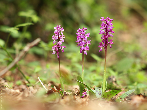 vstavač mužský Orchis mascula (L.) L.