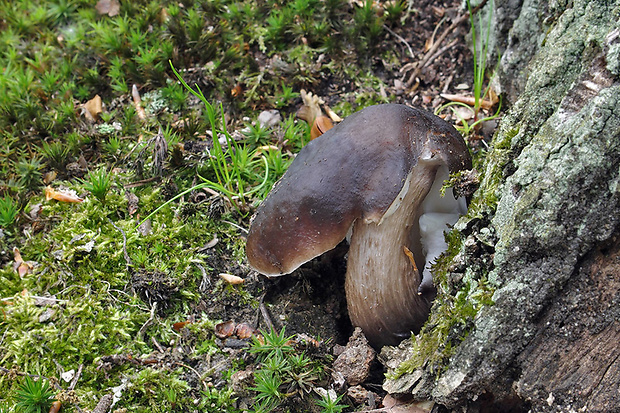 štítovka jelenia Pluteus cervinus (Schaeff.) P. Kumm.