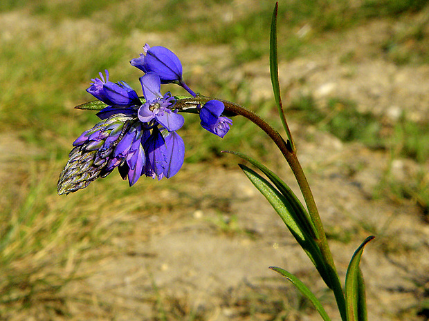 horčinka obyčajná Polygala vulgaris L.