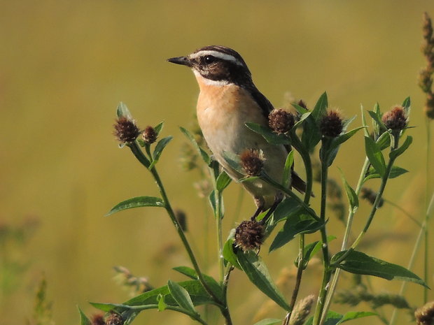 pŕhľaviar červenkastý Saxicola rubetra