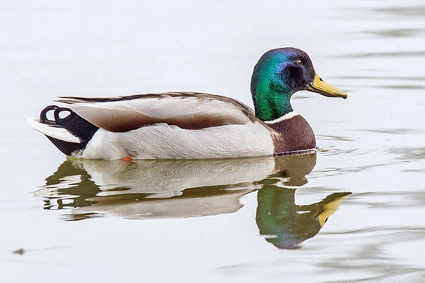 kačica divá   Anas platyrhynchos