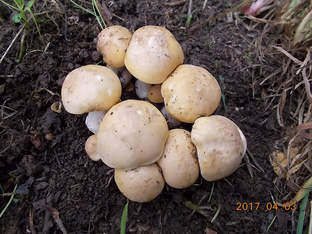 čírovnica májová Calocybe gambosa (Fr.) Donk