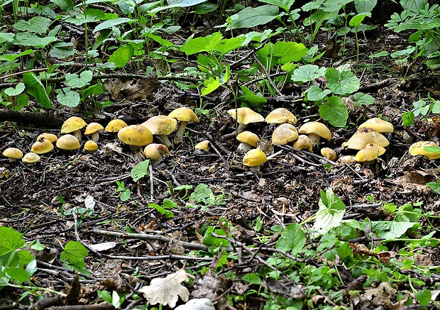 čírovnica májová Calocybe gambosa (Fr.) Donk