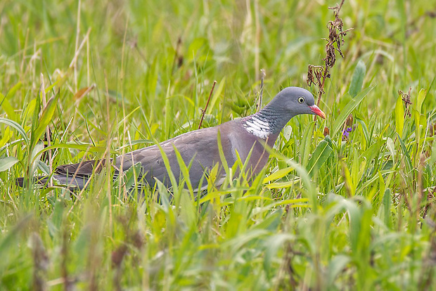 holub hrivnák   Columba palumbus