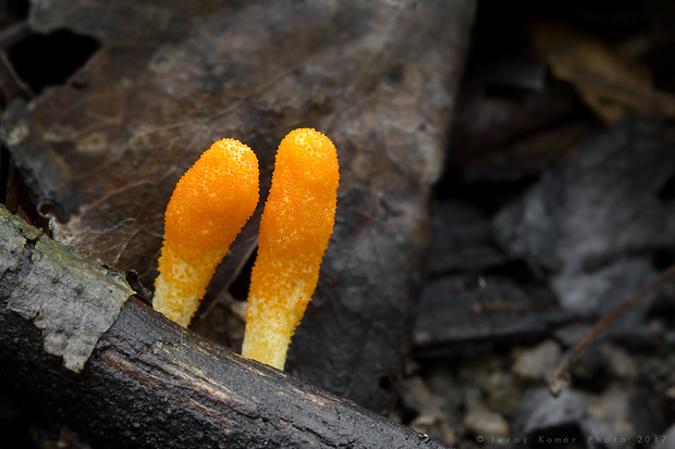 žezlovka hmyzová Cordyceps militaris (Fr.) Link