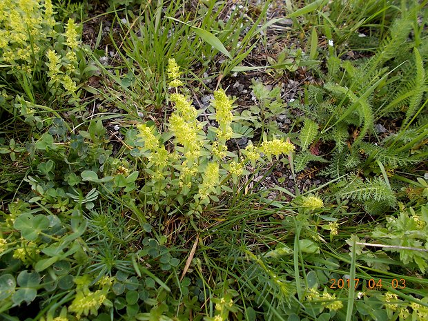 krížavka chlpatá Cruciata laevipes Opiz