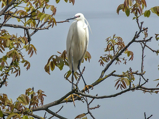 volavka striebristá  Egretta garzetta