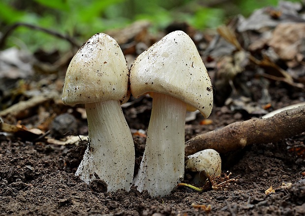 hodvábnica jarná Entoloma clypeatum (L.) P. Kumm.