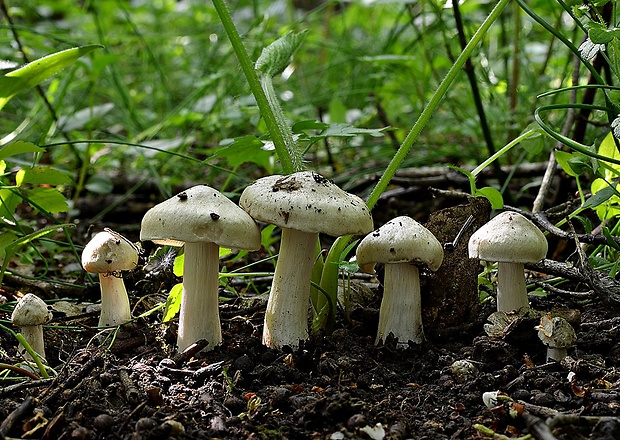 hodvábnica jarná Entoloma clypeatum (L.) P. Kumm.