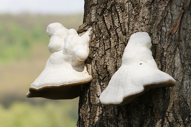 práchnovec kopytovitý Fomes fomentarius (L.) J.J. Kickx