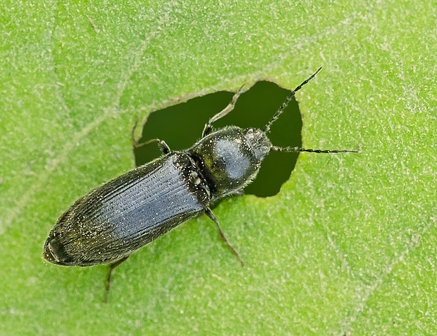 kováčik Hemicrepidius niger ♀