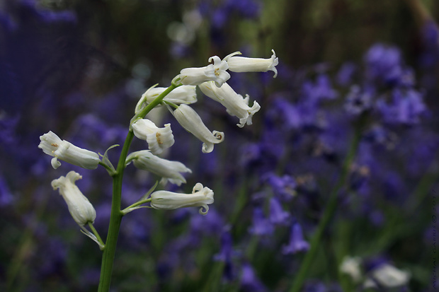 hyacintovec (albín) Hyacinthoides non scripta