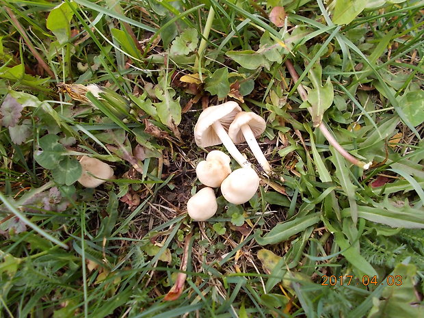 tanečnica poľná Marasmius oreades (Bolton) Fr.