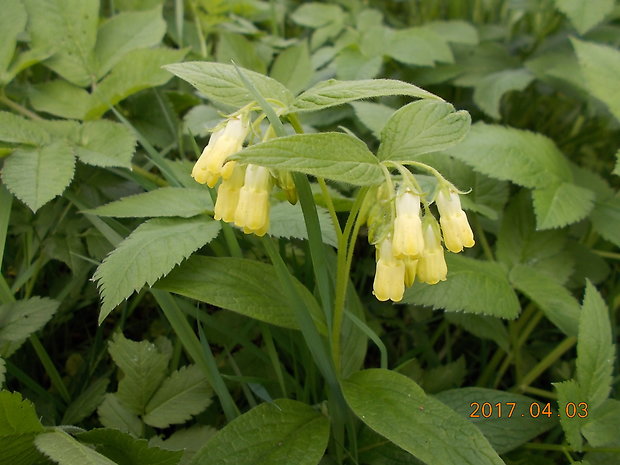 kostihoj hľuznatý Symphytum tuberosum L.