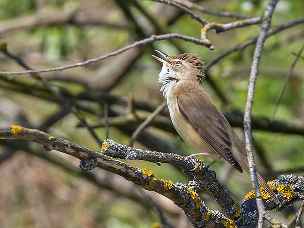 trsteniarik veľký Acrocephalus arundinaceus