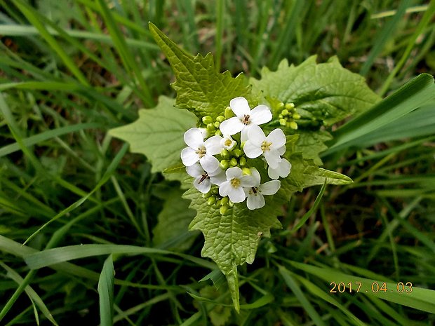 cesnačka lekárska Alliaria petiolata (M. Bieb.) Cavara et Grande