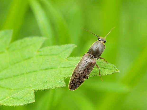 kováčik Athous haemorrhoidalis