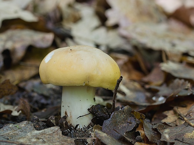 čírovnica májová Calocybe gambosa (Fr.) Donk