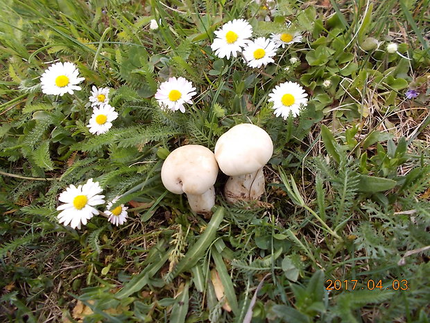 čírovnica májová Calocybe gambosa (Fr.) Donk