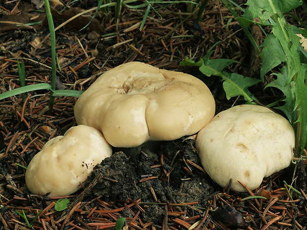 čírovnica májová Calocybe gambosa (Fr.) Donk