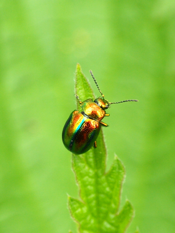 liskavka dúhová Chrysolina fastuosa