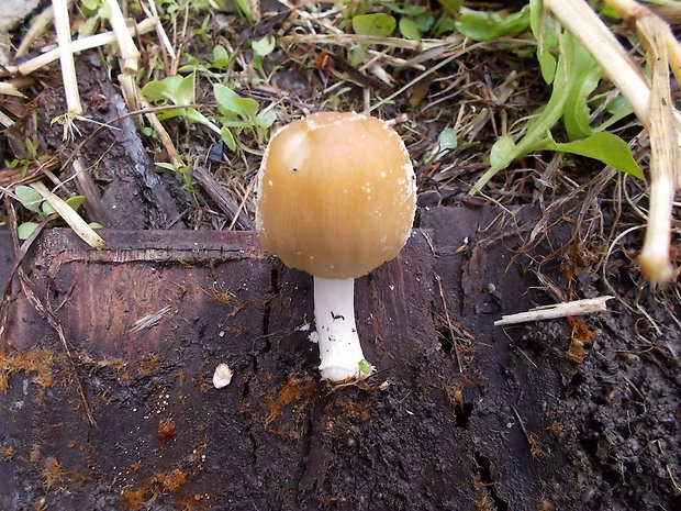 hnojník Coprinus sp.