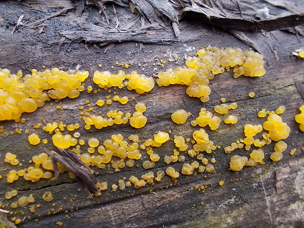 slzovec Dacrymyces sp.