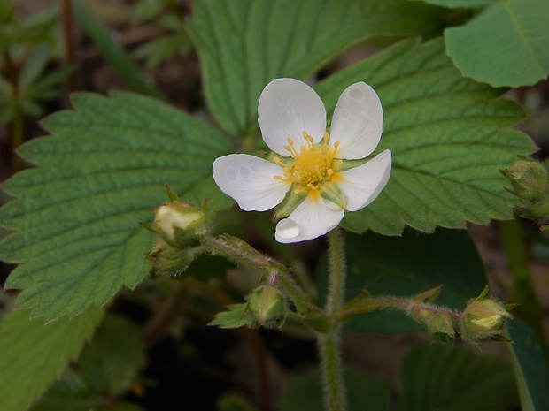 jahoda obyčajná Fragaria vesca L.