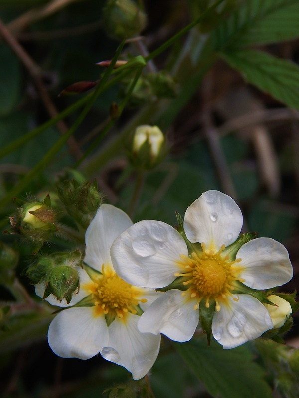 jahoda obyčajná Fragaria vesca L.