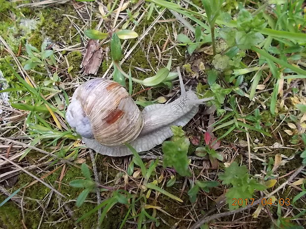 slimak záhradný Helix pomatia