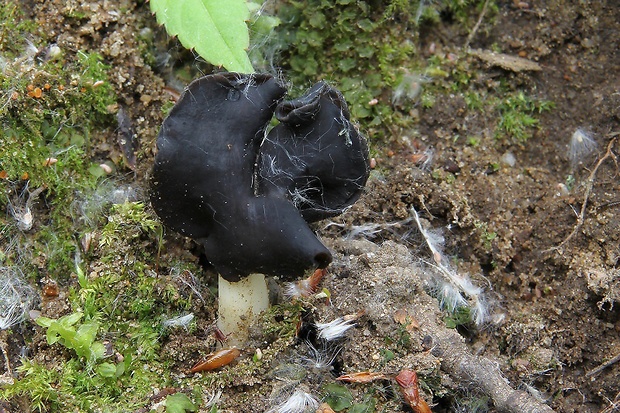 chriapač pieskomilný Helvella leucopus Pers.