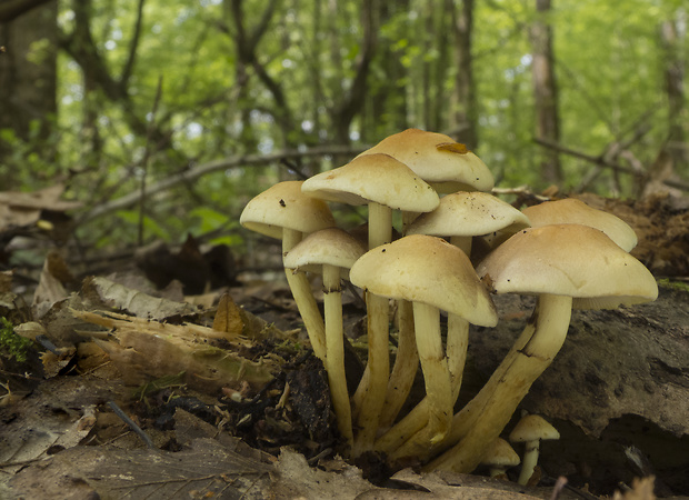 strapcovka zväzkovitá Hypholoma fasciculare (Huds.) P. Kumm.