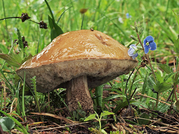 kozák brezový Leccinum scabrum (Bull.) Gray