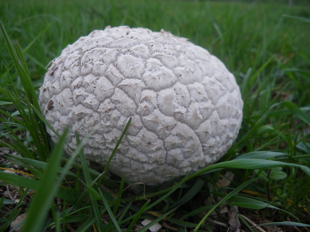 rozpadavec dlabaný Lycoperdon utriforme Bull.