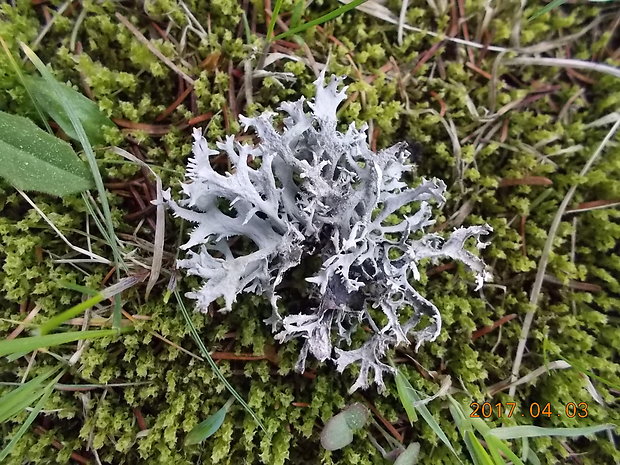 pakonárnik otrubový Pseudevernia furfuracea var. furfuracea (L.) Zopf