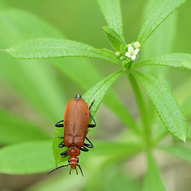 červenáčik  Pyrochroa serraticornis