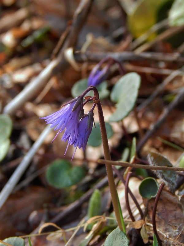 soldanelka karpatská Soldanella carpatica Vierh.