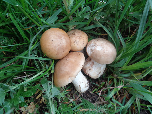 čírovnica májová Calocybe gambosa (Fr.) Donk