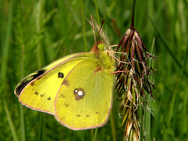 žltáčik ranostajový   Colias hyale  Linnaeus, 1758