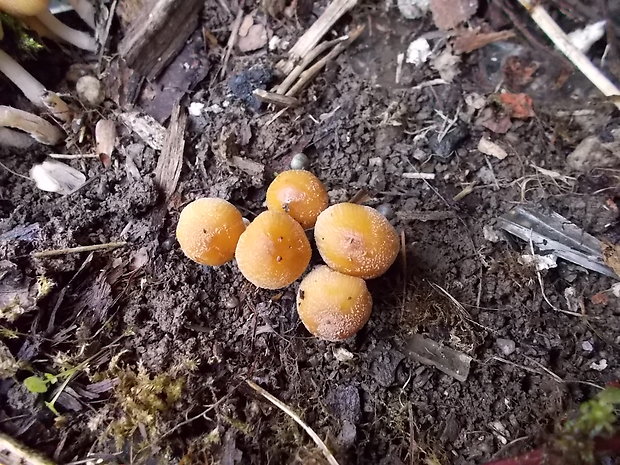 hnojník Coprinellus sp.