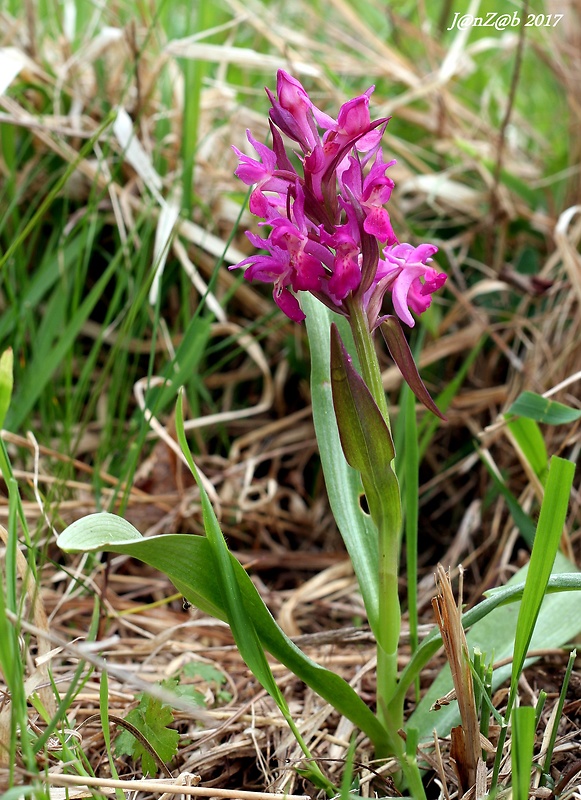 vstavačovec bazový Dactylorhiza sambucina (L.) Soó