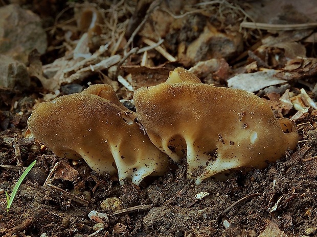 chriapač kalíškovitý Helvella acetabulum (L.) Quél.