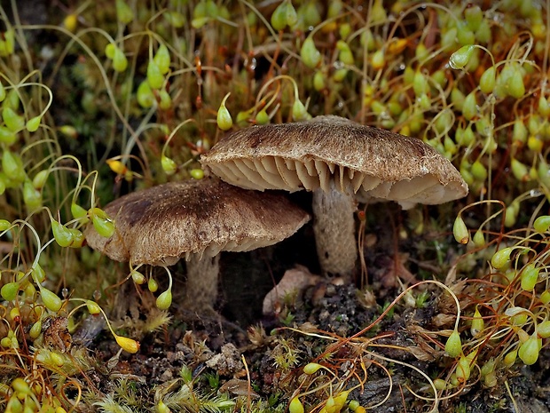 vláknica Inocybe sp.