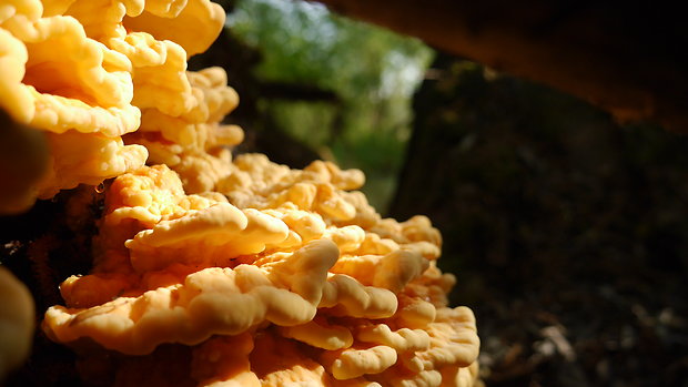 sírovec obyčajný Laetiporus sulphureus (Bull.) Murrill