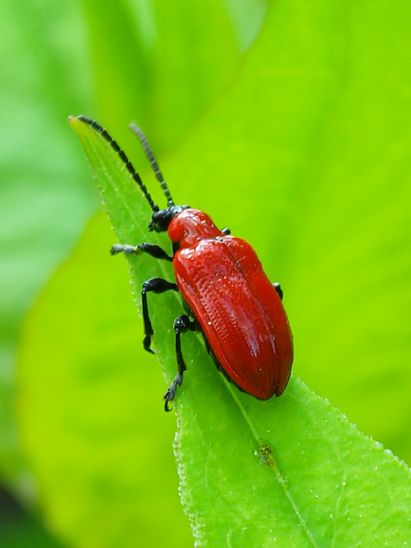 ľaliovník obyčajný Lilioceris lilii