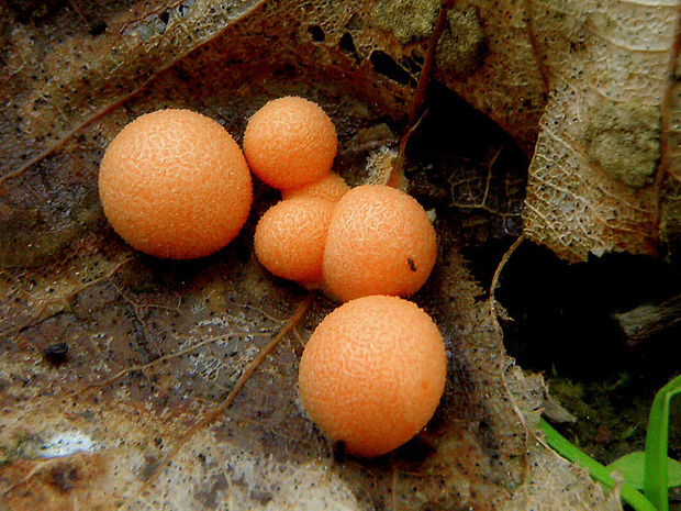 vlčinka Lycogala sp.