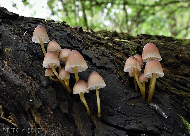 prilbička žltohlúbiková Mycena renati Quél.