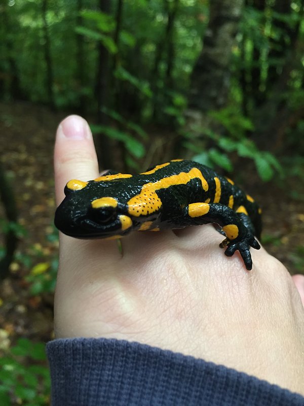 salamandra škvrnitá Salamandra salamandra