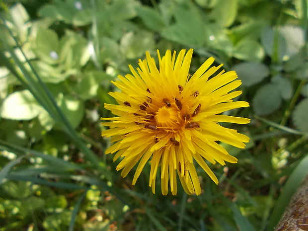 púpava lekárska Taraxacum officinale (L.) Weber ex F.H.Wigg