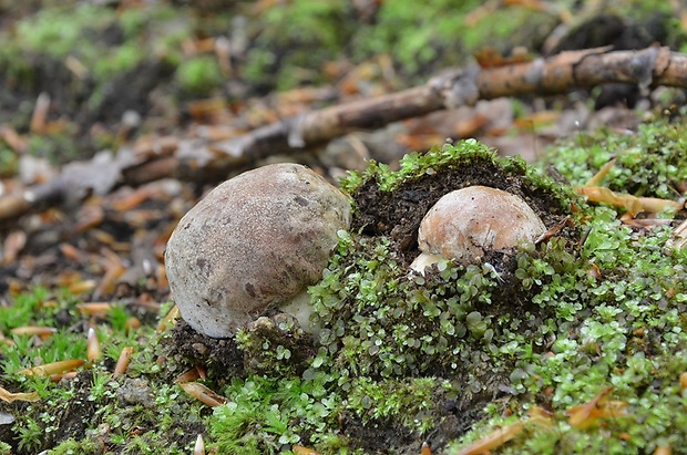 hríb sosnový Boletus pinophilus Pil. et Dermek in Pil.